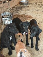 JAYNA, Hund, Mischlingshund in Rumänien - Bild 8