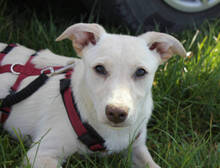 SABRINA, Hund, Mischlingshund in Huisheim - Bild 1