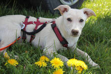 SABRINA, Hund, Mischlingshund in Huisheim - Bild 2