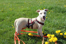 SABRINA, Hund, Mischlingshund in Huisheim - Bild 3