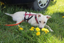 SABRINA, Hund, Mischlingshund in Huisheim - Bild 5