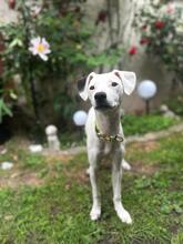 MILKA, Hund, Bodeguero Andaluz-Mix in Hemhofen - Bild 10