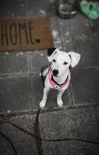 MILKA, Hund, Bodeguero Andaluz-Mix in Hemhofen - Bild 13