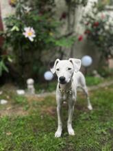 MILKA, Hund, Bodeguero Andaluz-Mix in Hemhofen - Bild 2