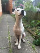 MILKA, Hund, Bodeguero Andaluz-Mix in Hemhofen - Bild 3