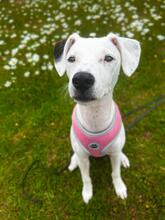 MILKA, Hund, Bodeguero Andaluz-Mix in Hemhofen - Bild 5