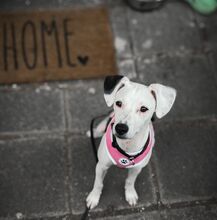 MILKA, Hund, Bodeguero Andaluz-Mix in Hemhofen - Bild 9