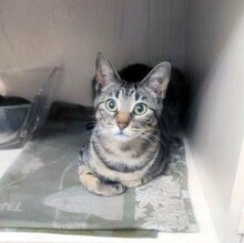 MARACUJA, Katze, Europäisch Kurzhaar in München - Bild 1