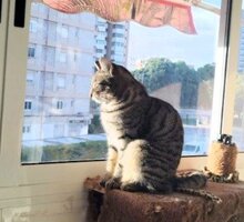 MARACUJA, Katze, Europäisch Kurzhaar in München - Bild 10