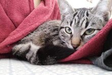 MARACUJA, Katze, Europäisch Kurzhaar in München - Bild 2