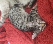 MARACUJA, Katze, Europäisch Kurzhaar in München - Bild 3