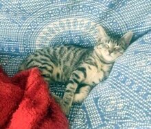 MARACUJA, Katze, Europäisch Kurzhaar in München - Bild 4