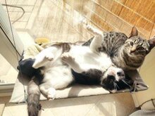 MARACUJA, Katze, Europäisch Kurzhaar in München - Bild 6