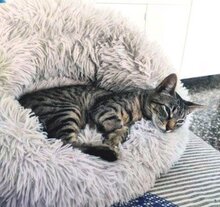 MARACUJA, Katze, Europäisch Kurzhaar in München - Bild 7