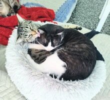 MARACUJA, Katze, Europäisch Kurzhaar in München - Bild 8