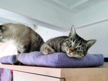 MARACUJA, Katze, Europäisch Kurzhaar in München - Bild 9