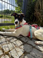 HUMBERTO, Hund, Mischlingshund in Neu-Anspach - Bild 1