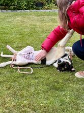 HUMBERTO, Hund, Mischlingshund in Neu-Anspach - Bild 10