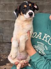 HUMBERTO, Hund, Mischlingshund in Neu-Anspach - Bild 11