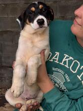 HUMBERTO, Hund, Mischlingshund in Neu-Anspach - Bild 12
