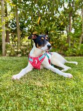 HUMBERTO, Hund, Mischlingshund in Neu-Anspach - Bild 3