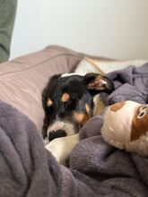 HUMBERTO, Hund, Mischlingshund in Neu-Anspach - Bild 4