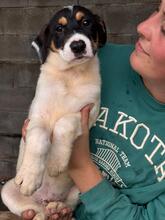HUMBERTO, Hund, Mischlingshund in Neu-Anspach - Bild 5