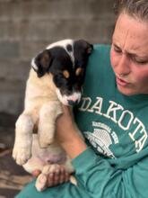 HUMBERTO, Hund, Mischlingshund in Neu-Anspach - Bild 7