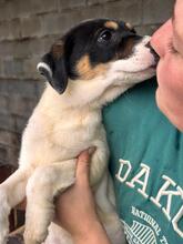 HUMBERTO, Hund, Mischlingshund in Neu-Anspach - Bild 8
