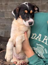 HUMBERTO, Hund, Mischlingshund in Neu-Anspach - Bild 9