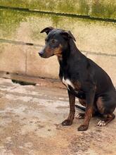 JUANITA, Hund, Ratonero Bodeguero Andaluz-Pinscher-Mix in Spanien - Bild 1