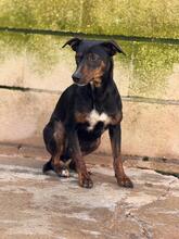 JUANITA, Hund, Ratonero Bodeguero Andaluz-Pinscher-Mix in Spanien - Bild 3