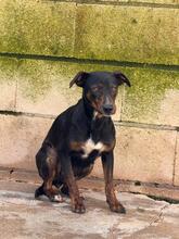 JUANITA, Hund, Ratonero Bodeguero Andaluz-Pinscher-Mix in Spanien - Bild 4
