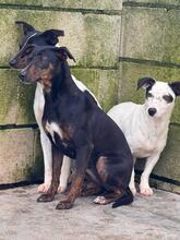JUANITA, Hund, Ratonero Bodeguero Andaluz-Pinscher-Mix in Spanien - Bild 5