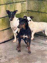 JUANITA, Hund, Ratonero Bodeguero Andaluz-Pinscher-Mix in Spanien - Bild 6