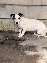 JOSE, Hund, Bodeguero Andaluz-Mix in Spanien - Bild 1