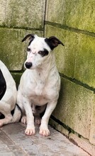 JOSE, Hund, Bodeguero Andaluz-Mix in Spanien - Bild 2