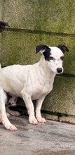 JOSE, Hund, Bodeguero Andaluz-Mix in Spanien - Bild 3