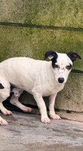 JOSE, Hund, Bodeguero Andaluz-Mix in Spanien - Bild 4