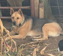 AGUILES, Hund, Deutscher Schäferhund-Mix in Spanien - Bild 2