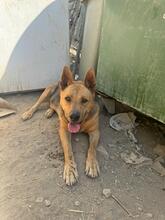 AGUILES, Hund, Deutscher Schäferhund-Mix in Spanien - Bild 3