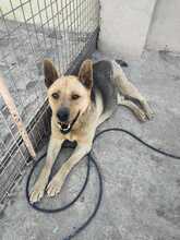 AGUILES, Hund, Deutscher Schäferhund-Mix in Spanien - Bild 4