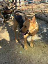 AGUILES, Hund, Deutscher Schäferhund-Mix in Spanien - Bild 5
