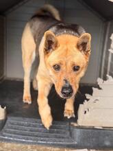 AGUILES, Hund, Deutscher Schäferhund-Mix in Spanien - Bild 6