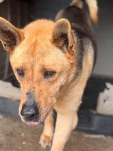 AGUILES, Hund, Deutscher Schäferhund-Mix in Spanien - Bild 7