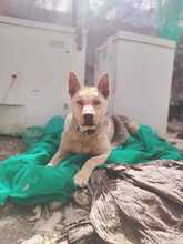 AGUILES, Hund, Deutscher Schäferhund-Mix in Spanien - Bild 8