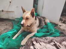 AGUILES, Hund, Deutscher Schäferhund-Mix in Spanien - Bild 9