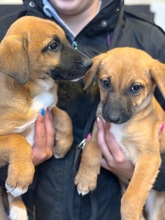 ORLANDO, Hund, Malinois-Mix in Spanien - Bild 6