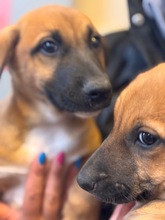 ORLANDO, Hund, Malinois-Mix in Spanien - Bild 7