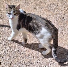 ZORRO, Katze, Europäisch Kurzhaar in Spanien - Bild 2